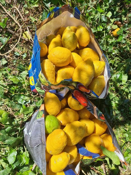 Limões caseiros 100% naturais