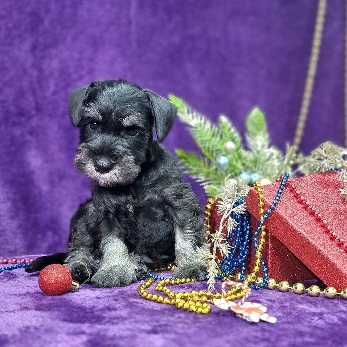 Цуценята цвергшнауцера