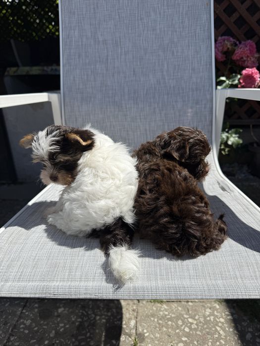 York terrier szczeniak z rodowodem
