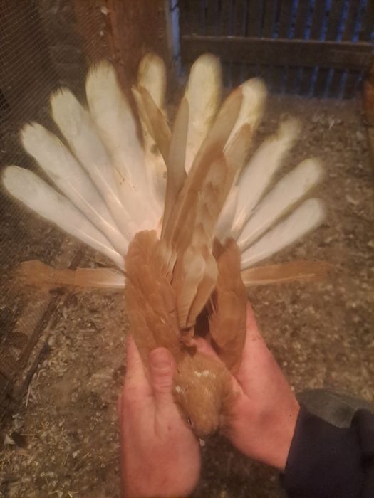 Gołebie orliki samiec