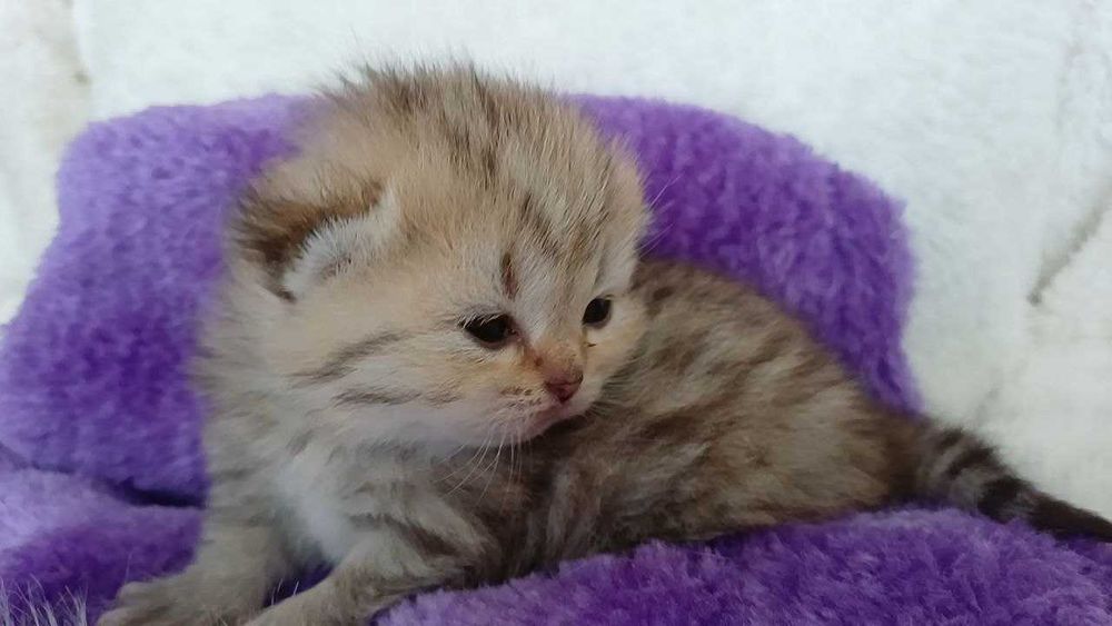 Кошенята , чистокровна шотландська  дівчинка.