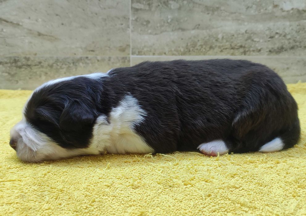 Rasowy pies Border Collie z pełną dok. przebadani rodzice