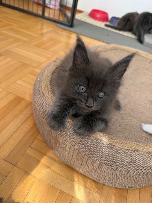 Niebieski kocurek Maine Coon