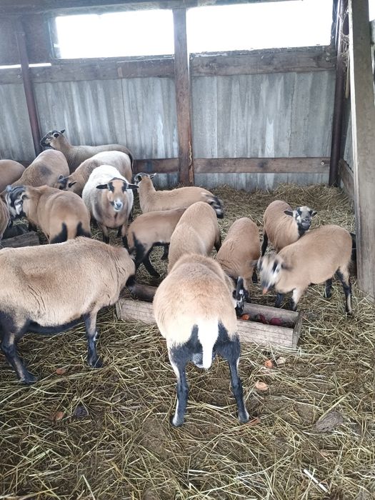 Sprzedam owce kameruńskie