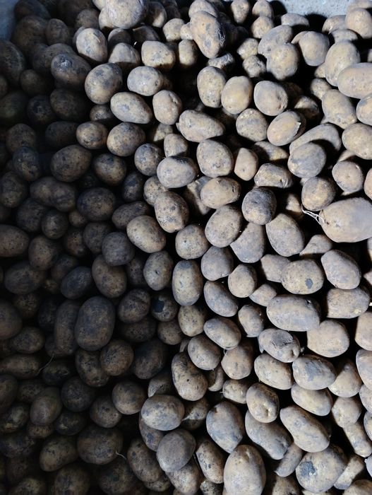 Ziemniaki Bellarosa Denar Soraya