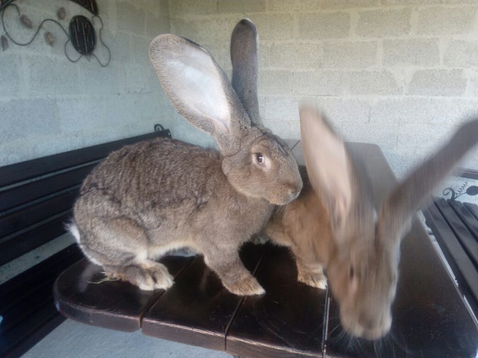 Кролі фландр різен