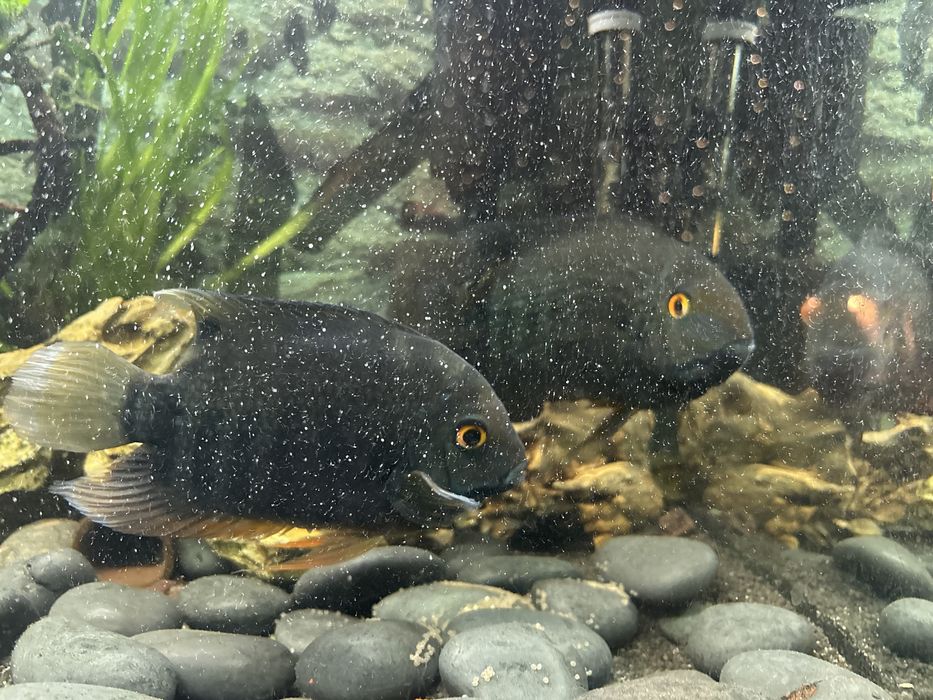 Sewerum zielona severum pielęgnice severum dobrana para
