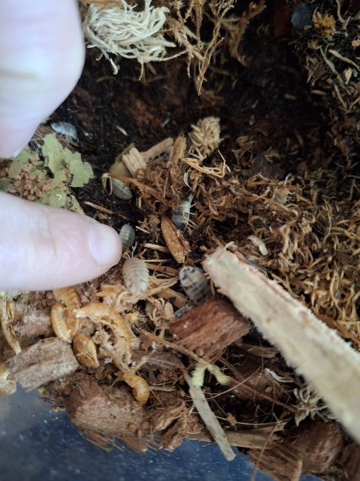 Isopody Prosionki Dairy cow ekipa sprzątają pilnie sprzedam nadwyżkę ca w terrarium
