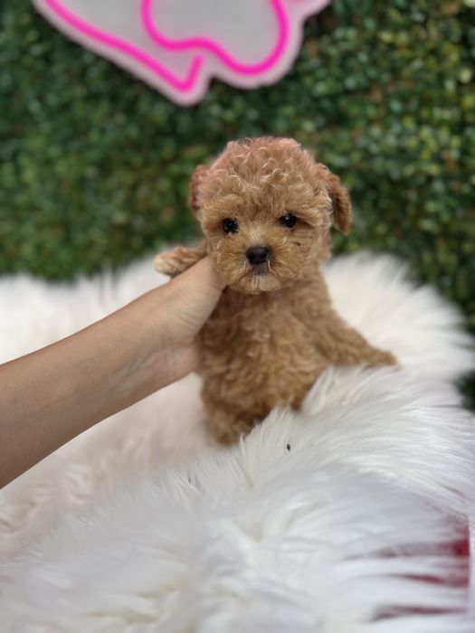 Найкращої якості мальтипу