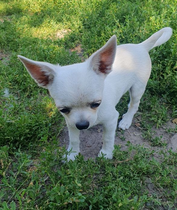 Мальчик чихуахуа гладкошерстный