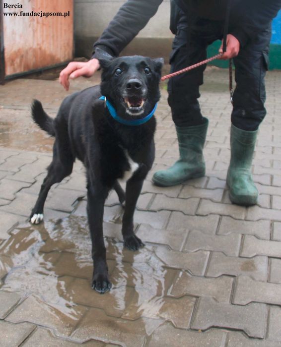 Bercia, sunia szuka bezpiecznego schronienia