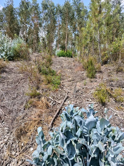 Terreno florestal 11.000 mts