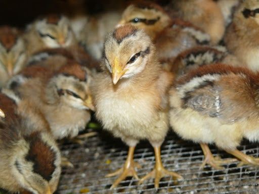 Kurczaki zielononozki pisklęta nioski koguty brojlery kaczki gesi indy