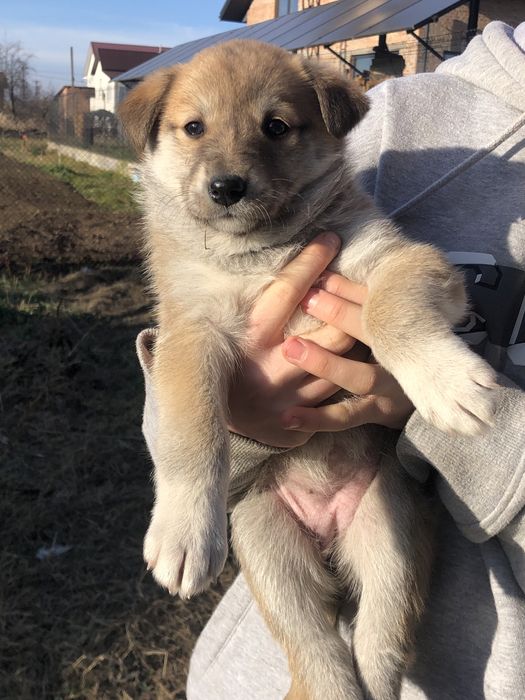 Віддам 9 щенят, 4 дівчинки 5 хлопчиків