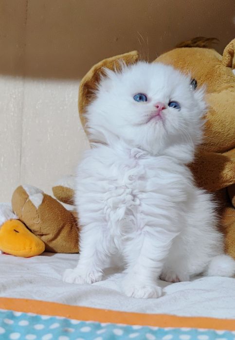 Хлопчик білий висловухий з блакитними очима.