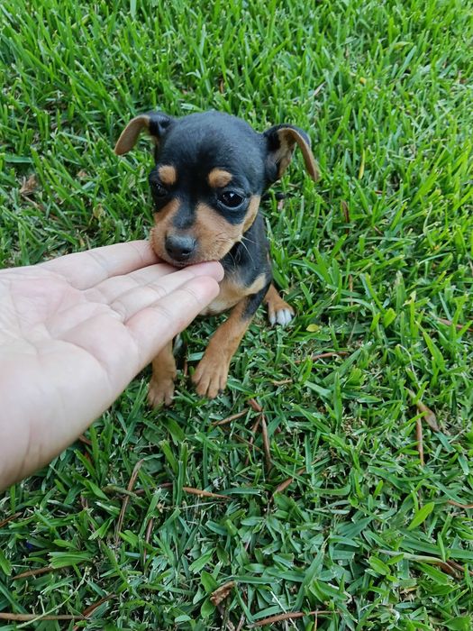 Pinscher lindo macho