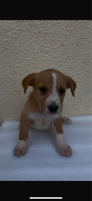 Cães bebés para adoção responsável