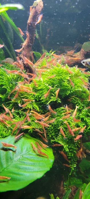 Krewetka akwariowa neocaridina
