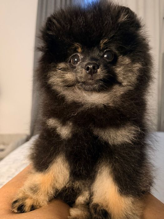 Spitz Anão Macho