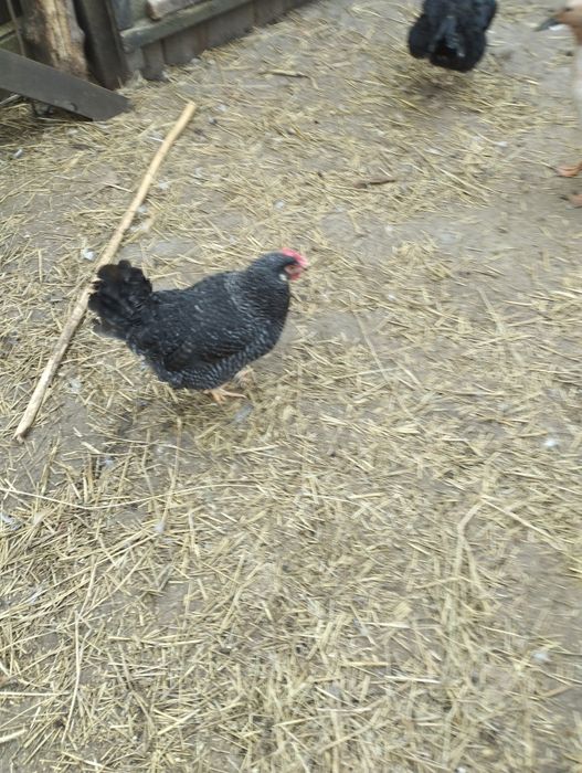 Продаю яйця інкубаційні