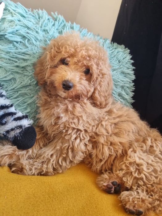 Pudel- Maltipoo  hybryda