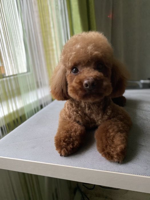 Той пудель в'язка