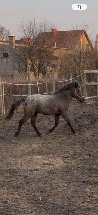 Sprzedam kucyk ogierek