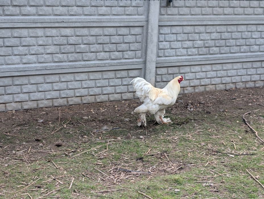 Koguty Brahma Olbrzymia czysty gatunek