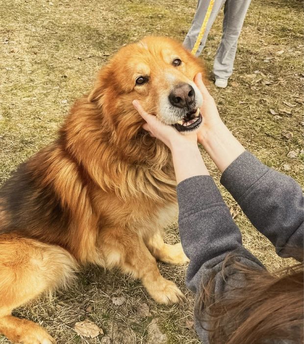 Adopcja, Cezar szuka domu