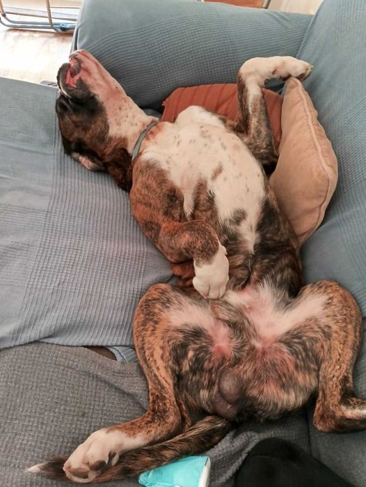 Boxer Acasalar LOP (apenas quero um dos cães)