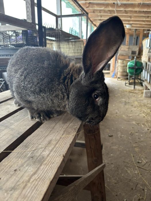 Кролі породи Фландр — Гіганти (Самці, 8 місяців, 7 кг)