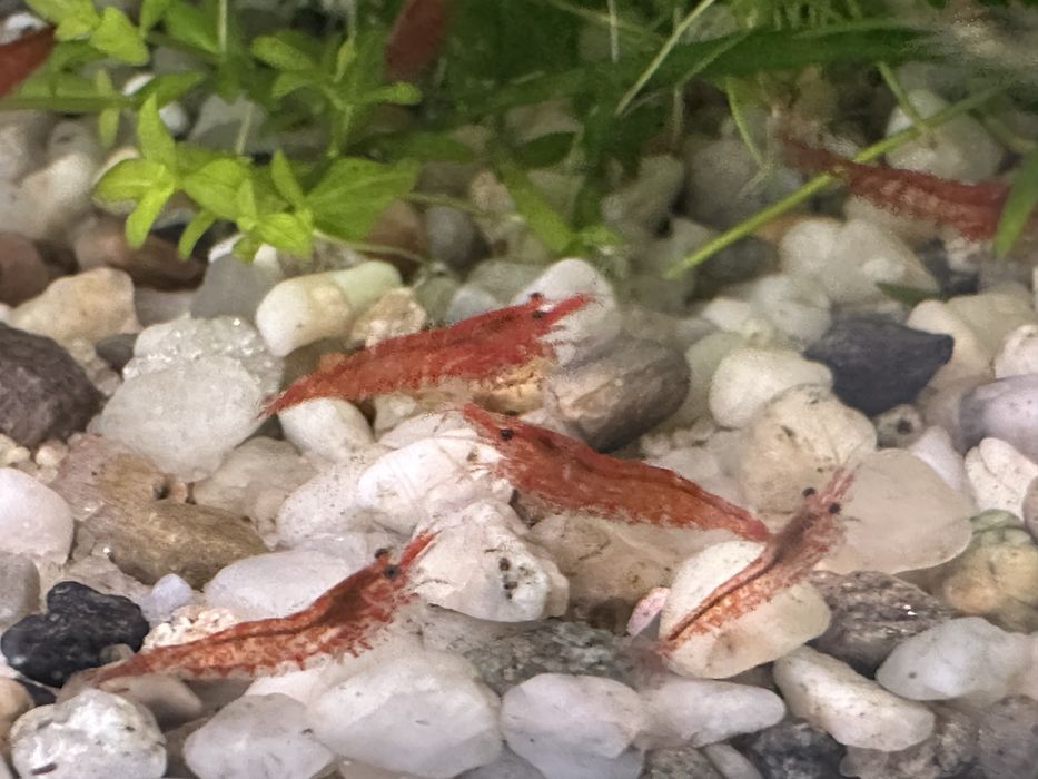 Krewetki red scherry.