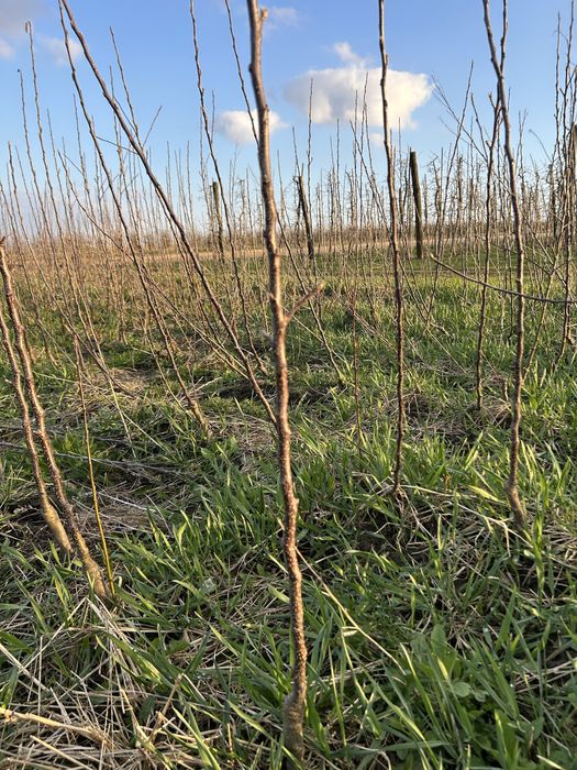 Саджанці яблуні