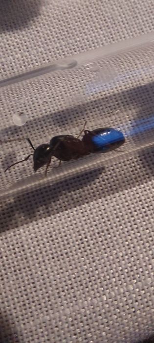 camponotus herculeanus