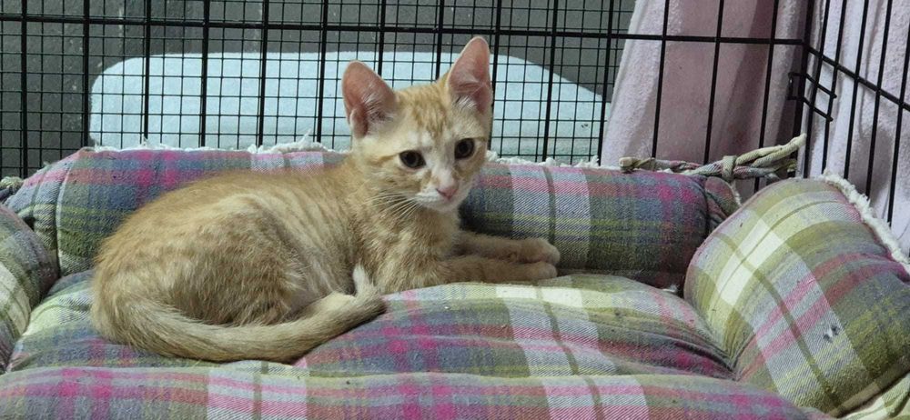Gato bebé para adoção consciente
