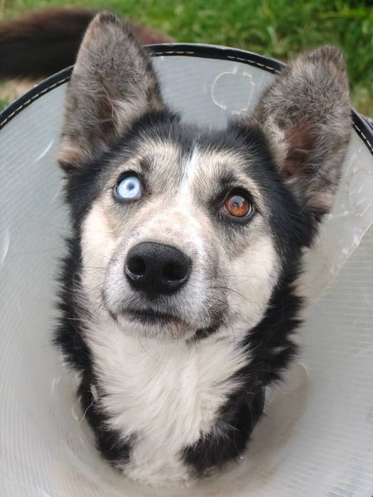 Suczka w typie mini husky
