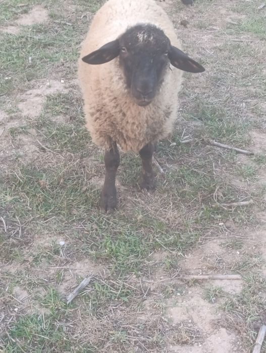 Vendo anho  macho sulfok com cinco meses