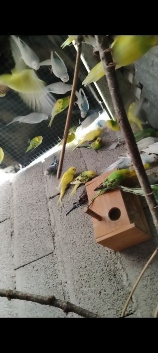 Piriquitos deste ano para ceder