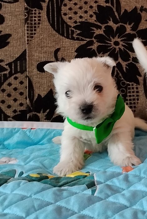 West Highland White Terrier