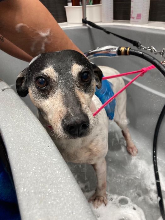 Ratonero Senior para Adoção!