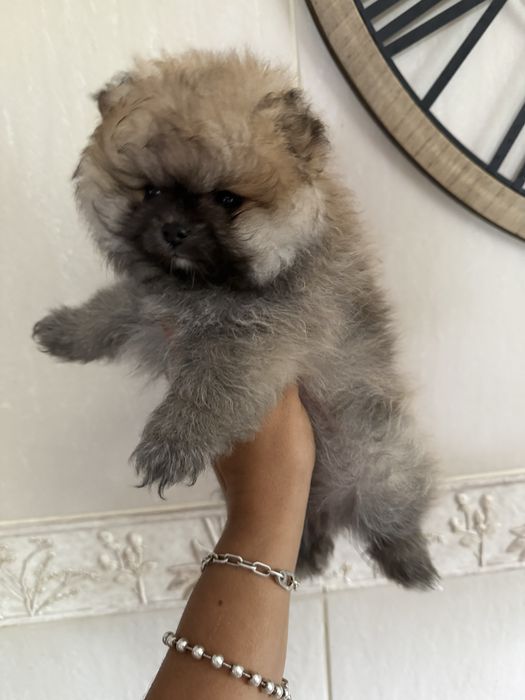 Menina spitz anao laranja
