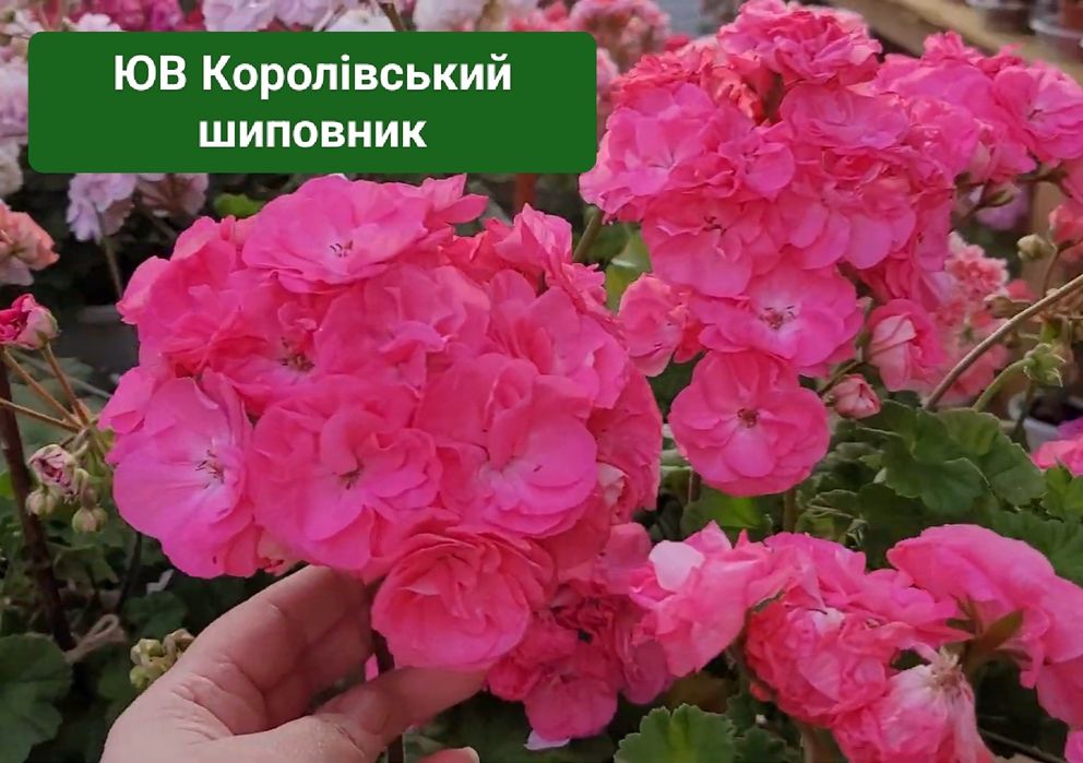 Сортова пеларгонія