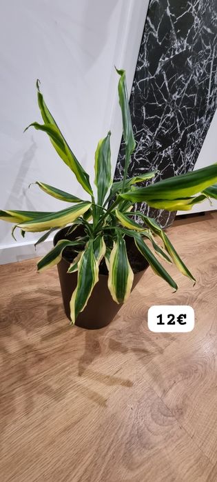 Conjunto de Plantas de Interior