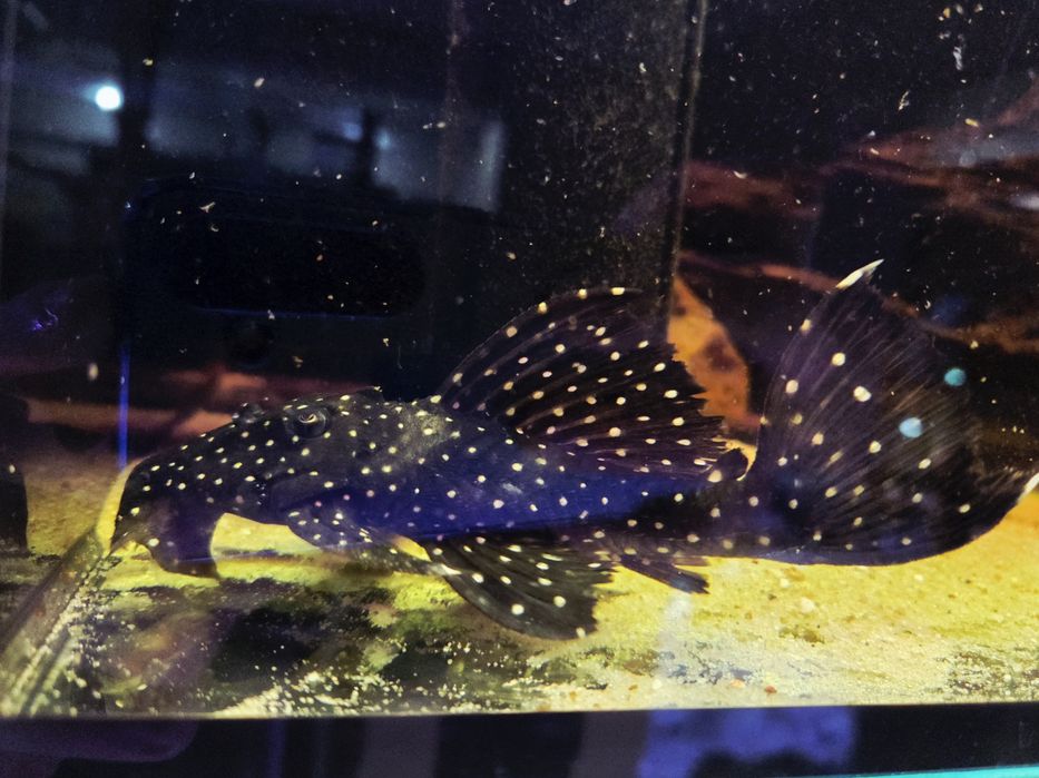 Zbrojnik L240 Hemiancistrus galaxias