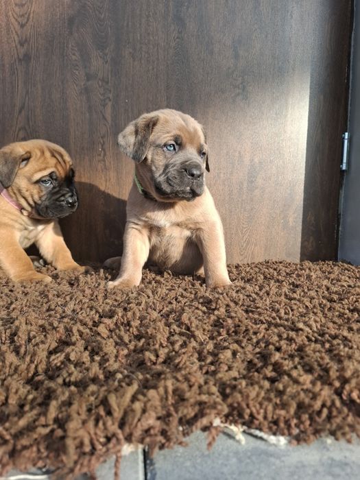Masywne psiaki cane corso