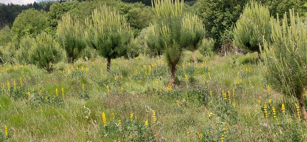 Terreno de cultivo