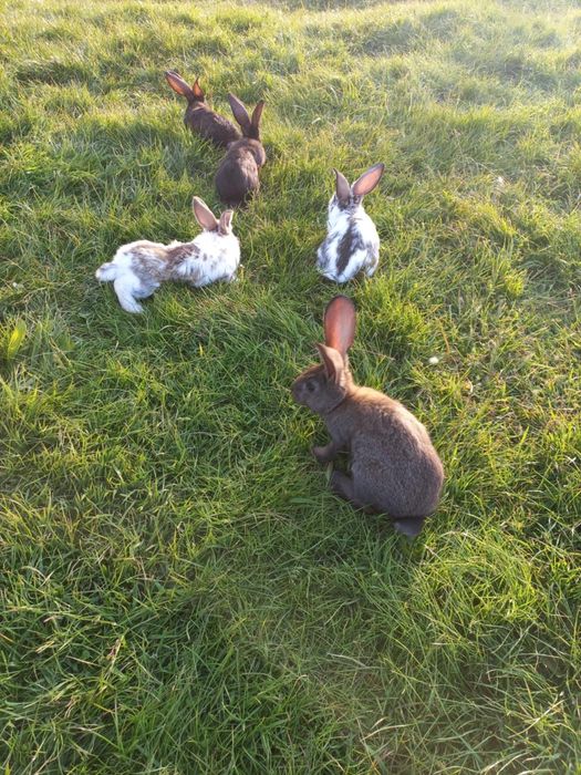 Sprzedam króliczki.