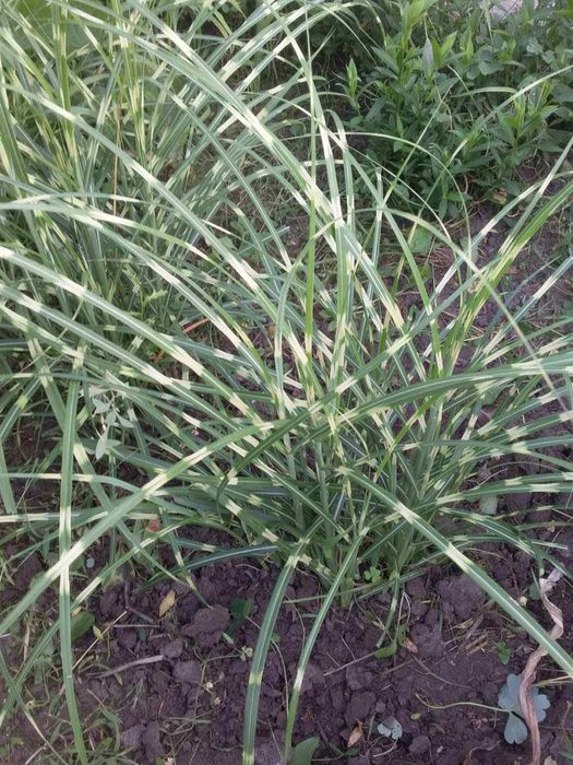 Мискантус зебрина, злак, многолетний