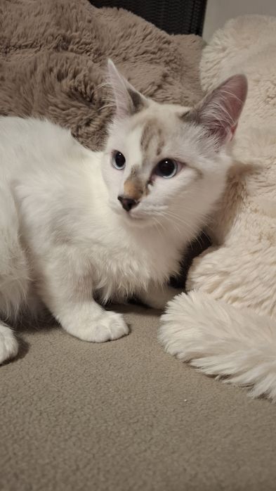 Gatinhos bebés para adopção