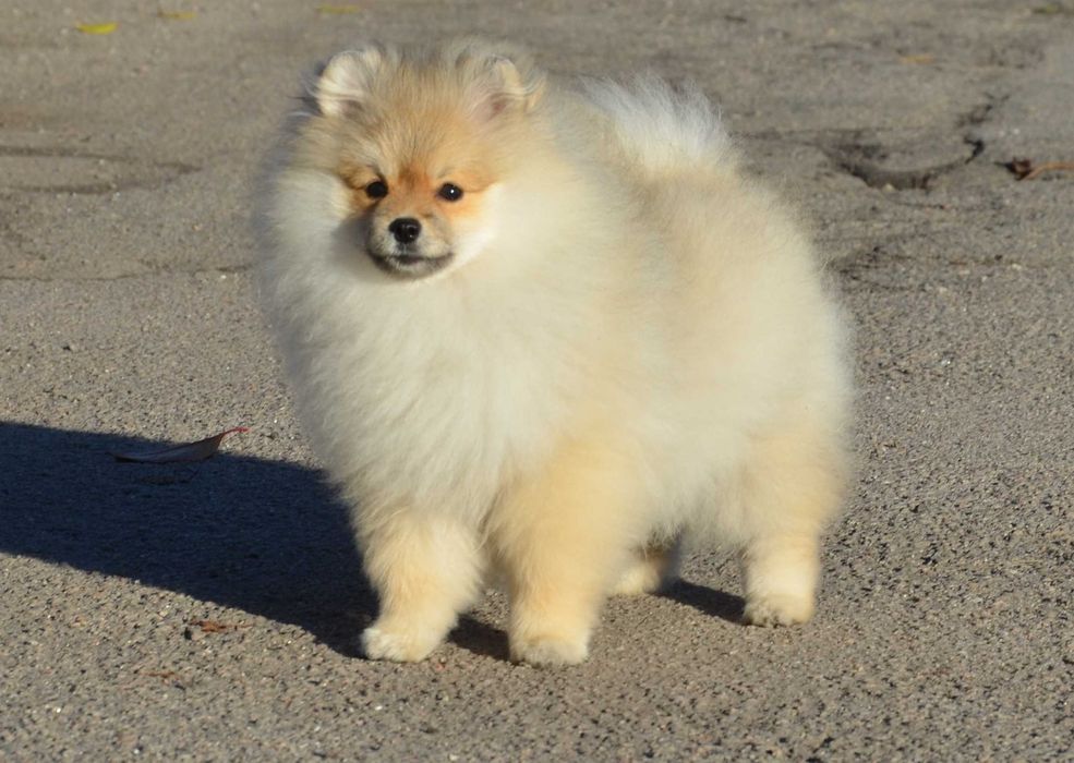 Красивый мальчишка шпиц